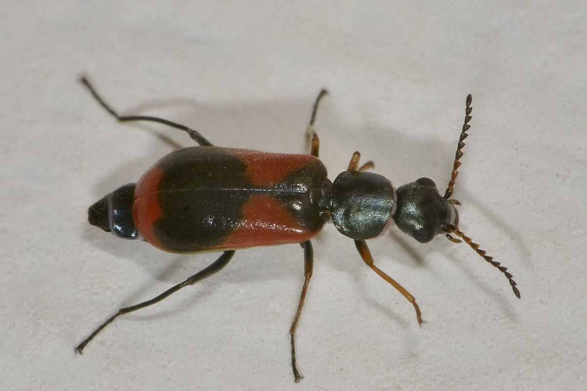 Anthocomus equestris - Malachiidae